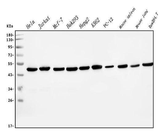 Anti-EIF4A1 Antibody Picoband® (monoclonal, 11B8 Boster Bio