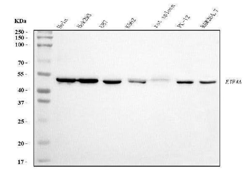 Anti-EIF4A1 Antibody Picoband® (monoclonal, 3F11 Boster Bio
