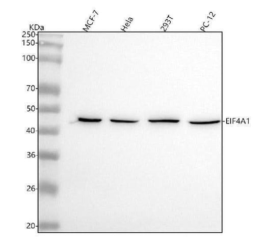 Anti-eIF4A1 Rabbit Monoclonal Antibody Boster Bio