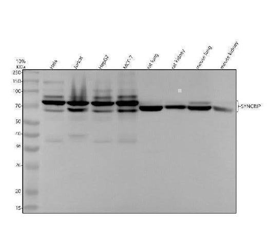 Anti-hnRNP Q Rabbit Monoclonal Antibody Boster Bio