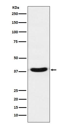 Anti-VPS26 VPS26A Monoclonal Antibody Boster Bio