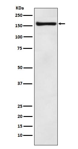 Anti-COPA Rabbit Monoclonal Antibody Boster Bio
