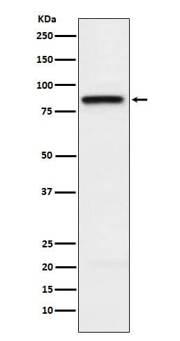 Anti-SLAMF1 Rabbit Monoclonal Antibody Boster Bio