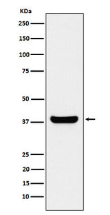 Anti-Protein Phosphatase 1 beta Rabbit Monoclonal Antibody Boster Bio