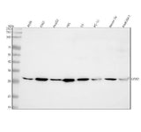 Anti-LYVE1 Rabbit Monoclonal Antibody Boster Bio