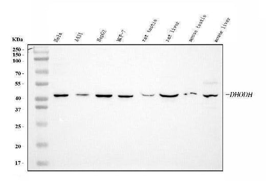 Anti-DHODH Antibody Picoband® (monoclonal, 2G7 Boster Bio