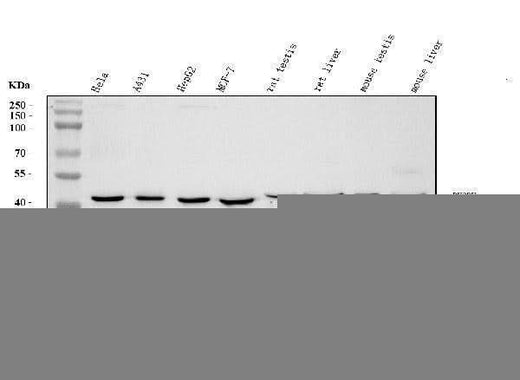 Anti-DHODH Antibody Picoband® (monoclonal, 4E3 Boster Bio