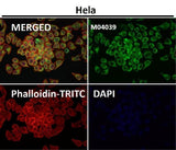 Anti-TOMM20/Tom20 Rabbit Monoclonal Antibody Boster Bio