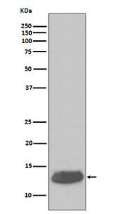Anti-Parvalbumin PVALB Rabbit Monoclonal Antibody Boster Bio