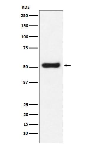 Anti-OLFM4 Monoclonal Antibody Boster Bio