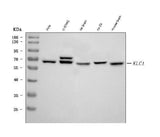 Anti-KLC1 Antibody Picoband® (monoclonal, 4F2D7 Boster Bio