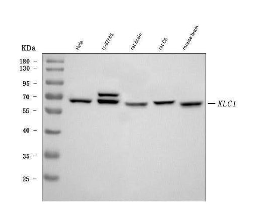 Anti-KLC1 Antibody Picoband® (monoclonal, 4F2D7 Boster Bio