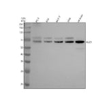 Anti-KLC1 Rabbit Monoclonal Antibody Boster Bio