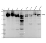 Anti-KDM4B / JMJD2B Rabbit Monoclonal Antibody Boster Bio
