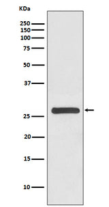 Anti-14-3-3 gamma YWHAG Rabbit Monoclonal Antibody Boster Bio