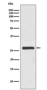 Anti-14-3-3 gamma YWHAG Rabbit Monoclonal Antibody Boster Bio