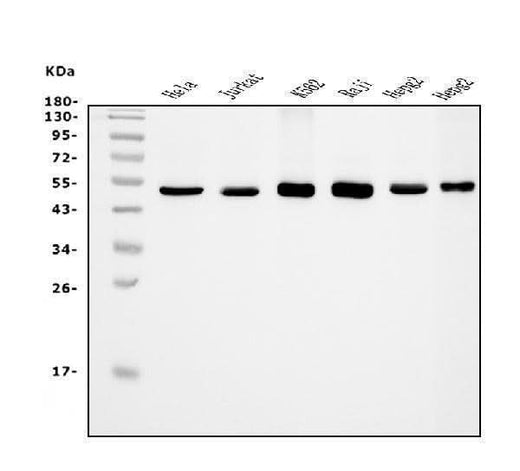 Anti-eRF1/ETF1 Antibody Picoband® (monoclonal, 3E5 Boster Bio
