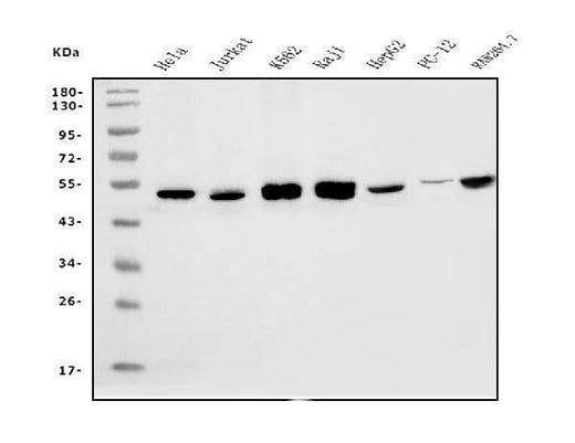 Anti-eRF1/ETF1 Antibody Picoband® (monoclonal, 3B6 Boster Bio