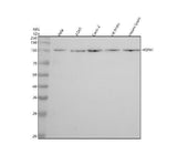 Anti-Hsp105 Rabbit Monoclonal Antibody Boster Bio