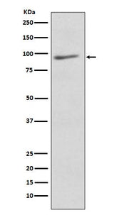 Anti-EIF2C3 AGO3 Rabbit Monoclonal Antibody Boster Bio
