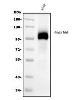 Anti-Integrin beta 5/ITGB5 Antibody Picoband® (monoclonal, 9E2 Boster Bio