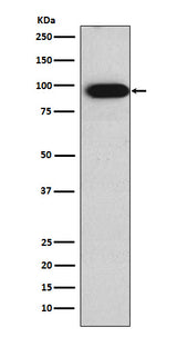 Anti-Villin VIL1 Monoclonal Antibody Boster Bio