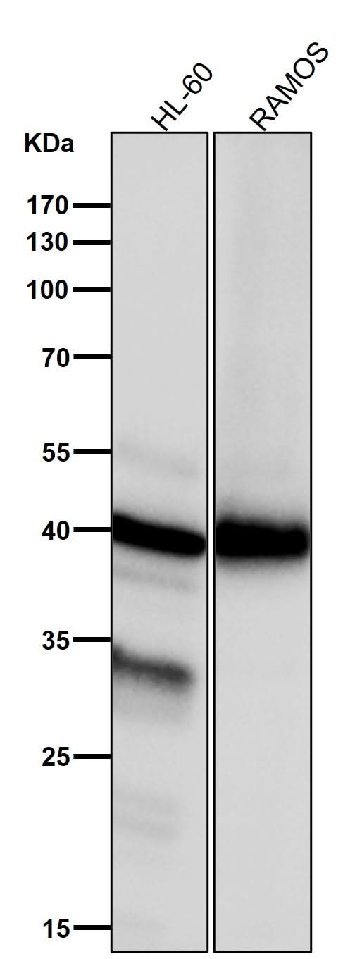 Anti-NCF4 Rabbit Monoclonal Antibody Boster Bio