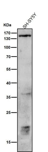 Anti-Phospho-PLCB3 (S537) Rabbit Monoclonal Antibody Boster Bio