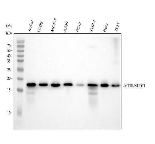 Anti-MTH1 Rabbit Monoclonal Antibody Boster Bio
