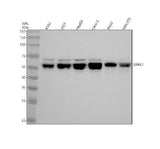 Anti-Staufen STAU1 Monoclonal Antibody Boster Bio