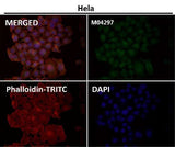Anti-JNK3 Rabbit Monoclonal Antibody Boster Bio