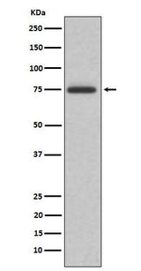Anti-ABI2 Rabbit Monoclonal Antibody Boster Bio