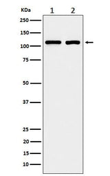 Anti-eIF3B Rabbit Monoclonal Antibody Boster Bio