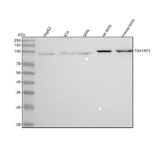 Anti-TRAF6BP Rabbit Monoclonal Antibody Boster Bio