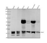 Anti-PSMA3 Rabbit Monoclonal Antibody Boster Bio