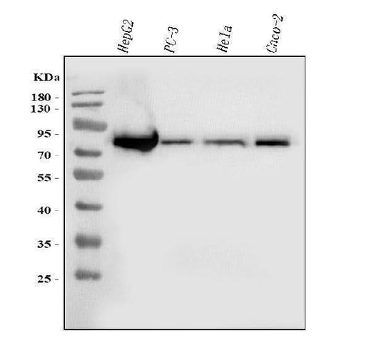 Anti-FACL4/ACSL4 Antibody Picoband® (monoclonal, 4I7 Boster Bio