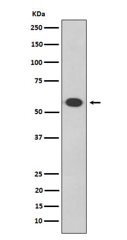 Anti-Oct-2 Rabbit Monoclonal Antibody Boster Bio