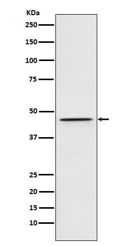 Anti-DEK Rabbit Monoclonal Antibody Boster Bio