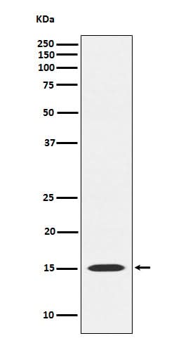 Anti-MAGOH Rabbit Monoclonal Antibody Boster Bio