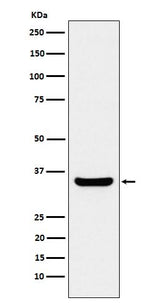 Anti-BOB1 Rabbit Monoclonal Antibody Boster Bio