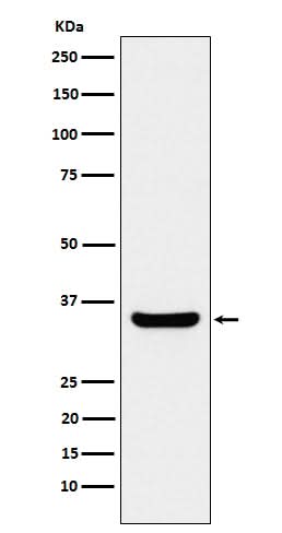 Anti-BOB1 Rabbit Monoclonal Antibody Boster Bio
