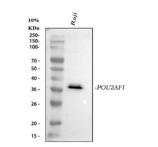 Anti-BOB1 Monoclonal Antibody Boster Bio