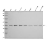 Anti-ILF2 Rabbit Monoclonal Antibody Boster Bio