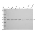 Anti-ILF2 Rabbit Monoclonal Antibody Boster Bio