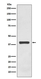 Anti-AMPK gamma 1 Rabbit Monoclonal Antibody Boster Bio
