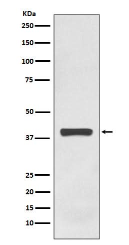 Anti-AMPK gamma 1 Rabbit Monoclonal Antibody Boster Bio