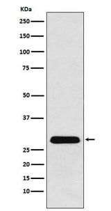 Anti-PGAM1 Rabbit Monoclonal Antibody Boster Bio