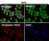 Anti-Lunatic Fringe Rabbit Monoclonal Antibody Boster Bio