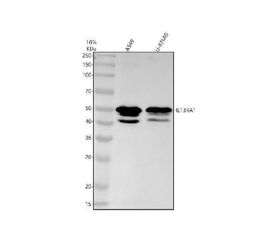 Anti-IL13 receptor alpha 1 Rabbit Monoclonal Antibody Boster Bio