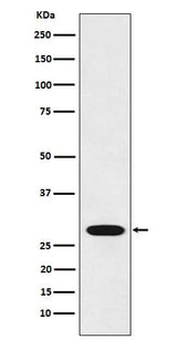 Anti-RCHY1 Rabbit Monoclonal Antibody Boster Bio